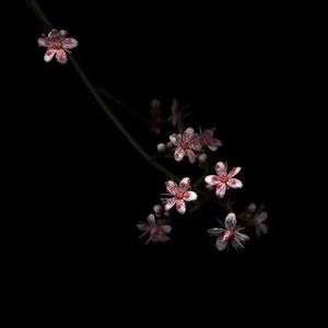 美女奶头视频一区二区三区
